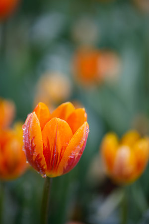 colorful tulips flowering in the garden.
