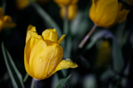 colorful tulips flowering in the garden.の写真素材
