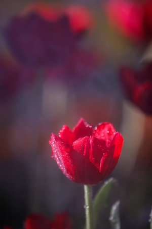 colorful tulips flowering in the garden.の写真素材
