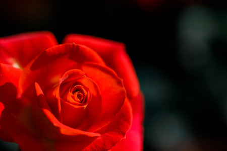 Closeup nature view of roses in garden.の写真素材