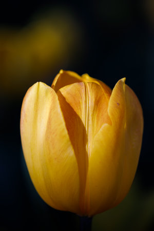 colorful tulips flowering in the garden.の写真素材