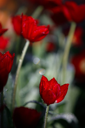 colorful tulips flowering in the garden.の写真素材