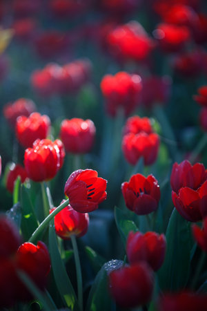 colorful tulips flowering in the garden.の写真素材
