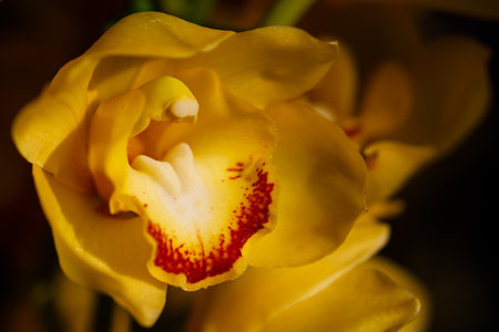 Closeup nature view of Orchids flowers in garden.の写真素材