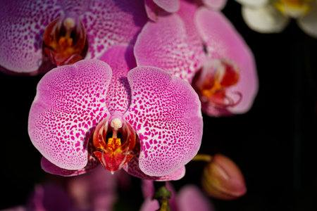 Closeup nature view of Orchids flowers in garden.の写真素材