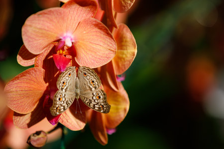 Closeup nature view of Orchids flowers in garden.の写真素材