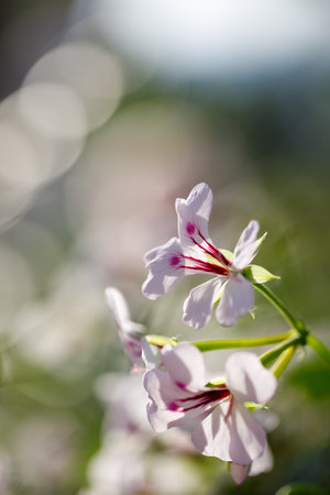 Closeup nature view of flowers in garden.の写真素材
