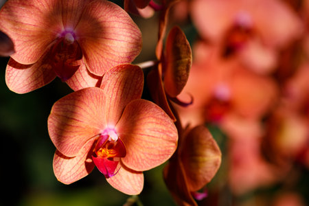 Closeup nature view of Orchids flowers in garden.の写真素材