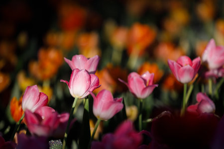 colorful tulips flowering in the garden.の写真素材
