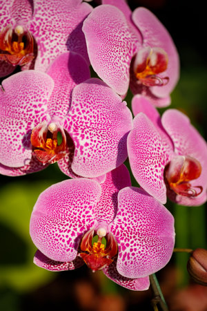 Closeup nature view of Orchids flowers in garden.の写真素材