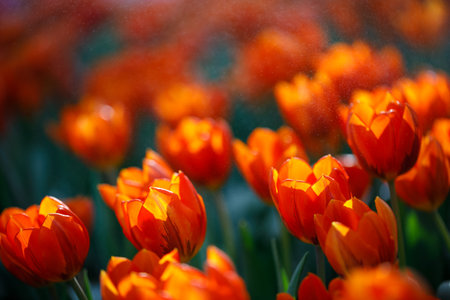 colorful tulips flowering in the garden.の写真素材