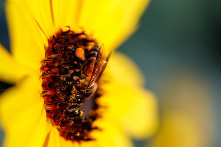Closeup nature view of flowers in garden.の写真素材