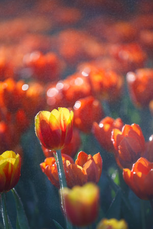 colorful tulips flowering in the garden.の写真素材