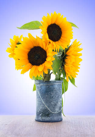 Sunflower isolated on colorful backgroundの写真素材