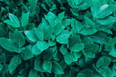 Creative background with wet green leaves. Nature background.の写真素材