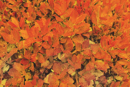 Red and orange wet autumn leaves. Thick bright bush background.の写真素材