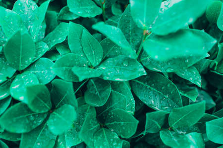 Creative textured background with wet green leaves. Nature background.の写真素材