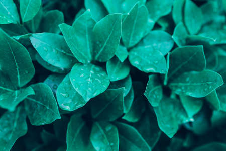 Natural background closeup with big wet green leaves of a light color. Nature background.の写真素材