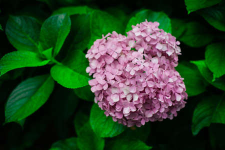 Nature styled photo with close up bright green leaves and the purple flowers of lilac.