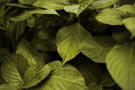 Nature styled image with closeup wet green leaves pattern after the rain.の写真素材