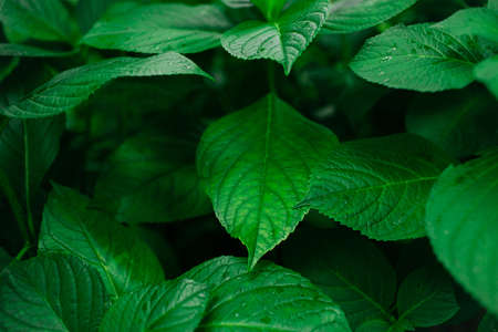 Nature nspired photo with green leaves. Drops after the rain.の写真素材