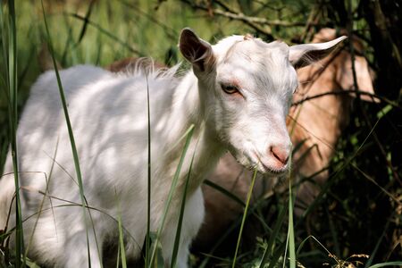 Goat goat goat goat autumn nature summer eat grass eat.