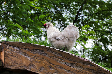 White hen in the countryside on green grass, summer day