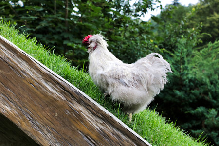 White hen in the countryside on green grass, summer day