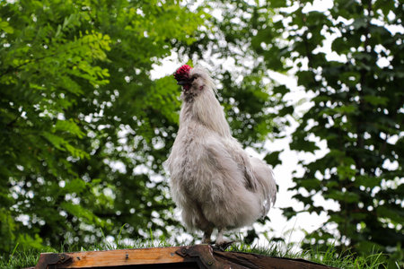 White hen in the countryside on green grass, summer day.