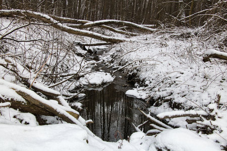 A stream in a winter forest among dense thickets and fallen dry treesの写真素材