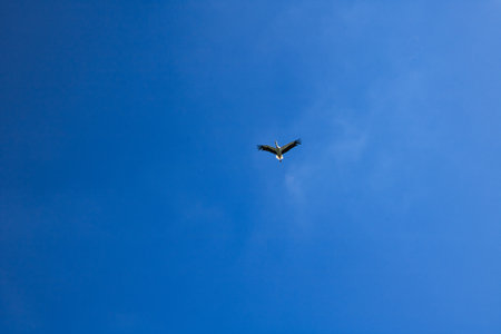 A heron soars high in the sky on a sunny day, seen from below.