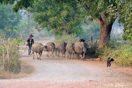 Thailand buffalo in the old villageのeditorial素材
