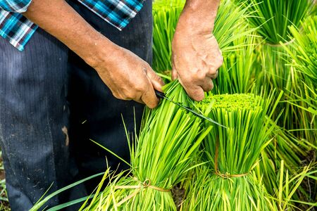 Thai farmerの写真素材