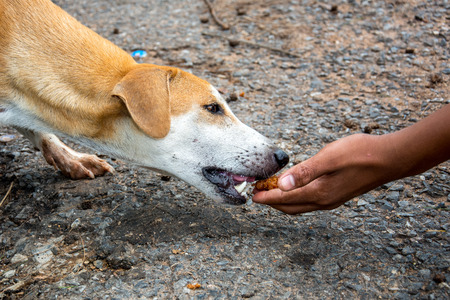 Feeding dogの写真素材
