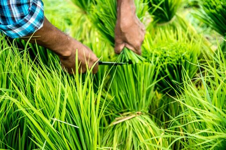 Thai farmerの写真素材