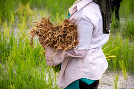 Thai farmerの写真素材