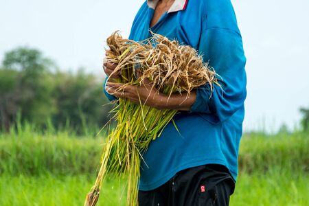 Thai farmerの写真素材