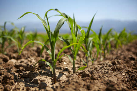 Young corn seedling grows at springの写真素材