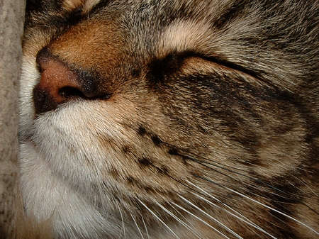 Maine Coon cat face close up sleepingの写真素材