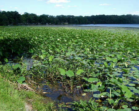 Lilly pad in a country lakeside landscapeの写真素材