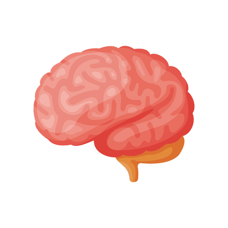Human brain illustration.のイラスト素材