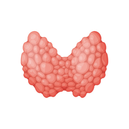 Spleen organ illustration.のイラスト素材