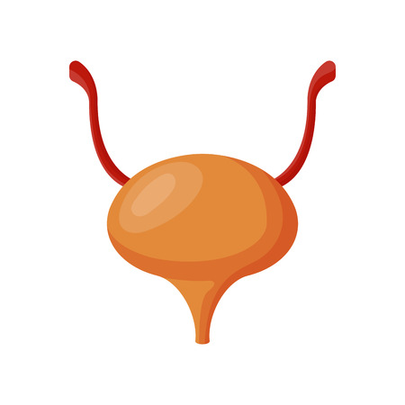 Ovaries and uterus with fallopian tubes illustrationのイラスト素材