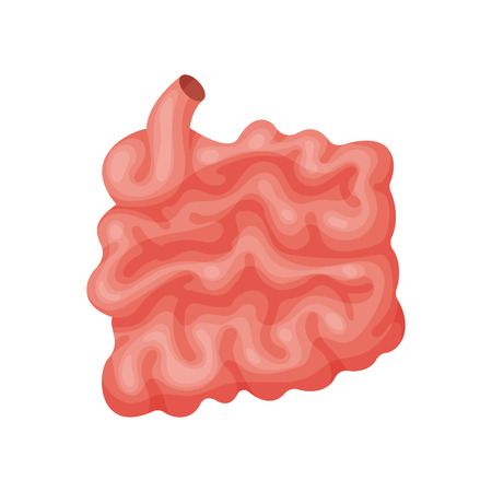 Illustration of large intestine.のイラスト素材