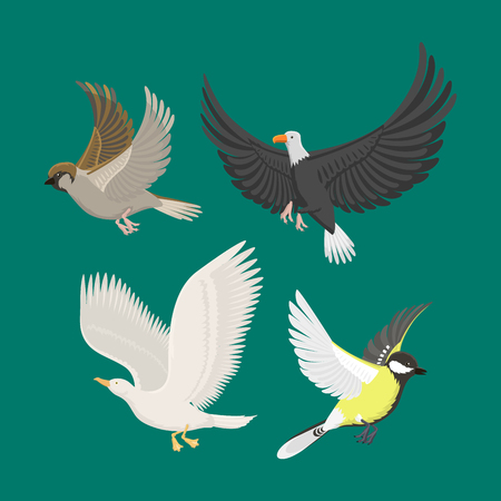 Set of different flying birds vector illustration.のイラスト素材