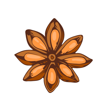 Whole star anise isolated on white background hand drawn aromatic spice food and seasoning aniseed aroma condiment vector illustration.のイラスト素材