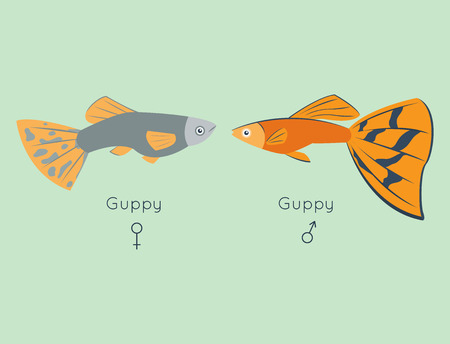 Exotic tropical guppy fish colors underwater ocean species aquatic nature flat isolated vector illustrationのイラスト素材