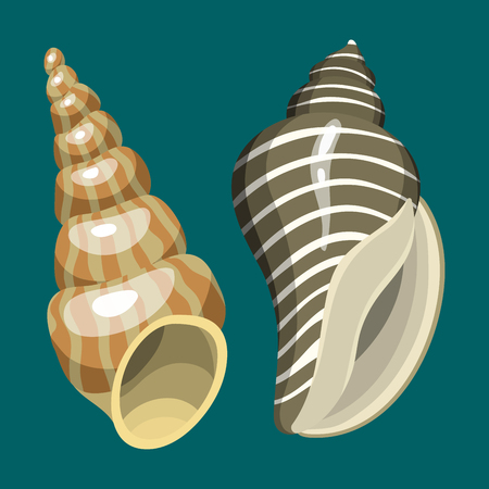 Sea marine animals and shells souvenirs cartoon vector illustration spiral tropical mollusk mussel decorationのイラスト素材