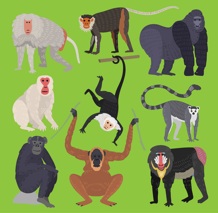 Different types of monkeys breed rare animal vector set. Cartoon macaque nature primate monkey chimpanzee, orangutan, toque character. Wild zoo ape chimpanzee wildlife jungle animal.のイラスト素材