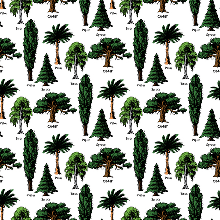 Vector tree sketch hand drawn style types green forest pine treetops collection of birch, cedar and acacia or greenery garden with palm and sakura illustration background.のイラスト素材